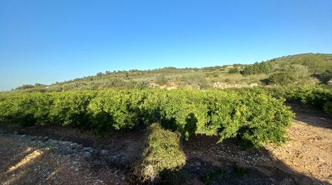 Finca Rústica de Regadío, immagine 5