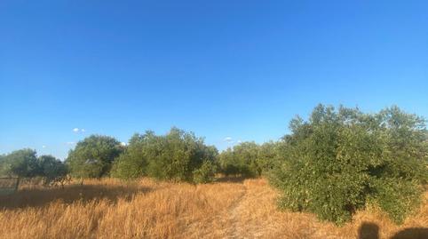 Foto 4 de Residencial en venda a La Puebla de Cazalla, Sevilla