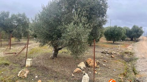 Terreno en Alameda, Málaga, immagine 4