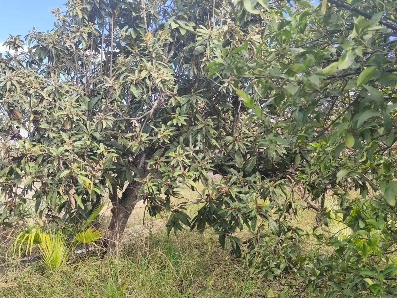 Finca rústica en venta en Murcia con Terraza