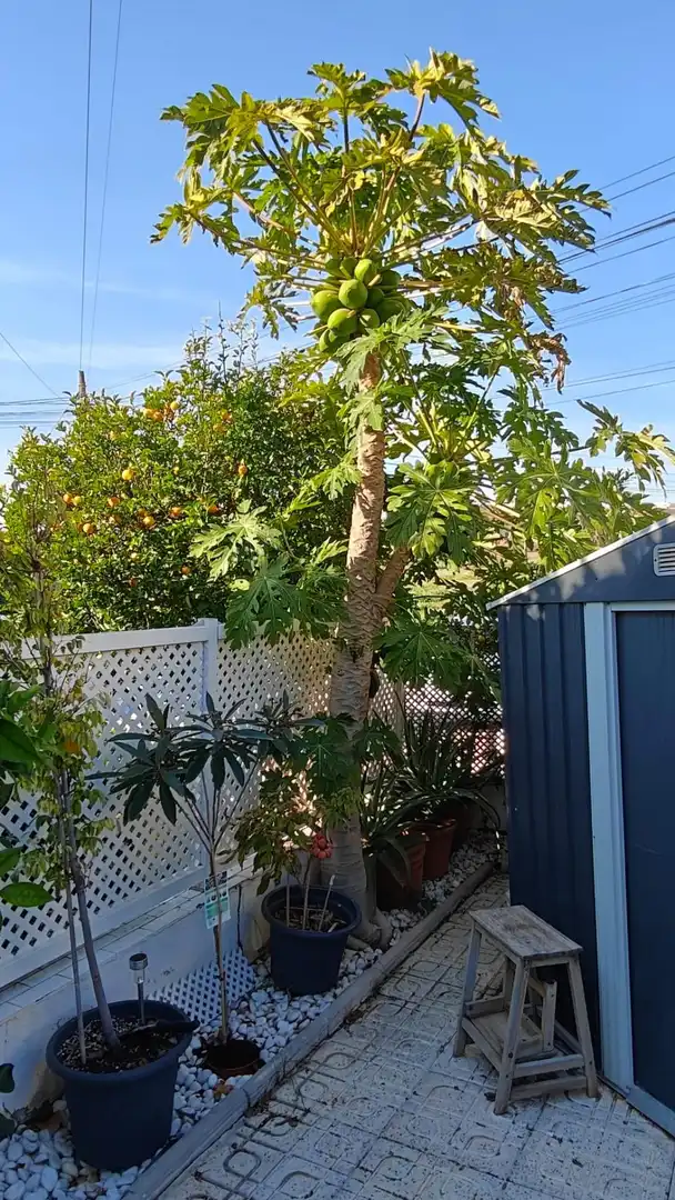Jardín de Casa o chalet en venta en Nueva Torrevieja - Aguas Nuevas