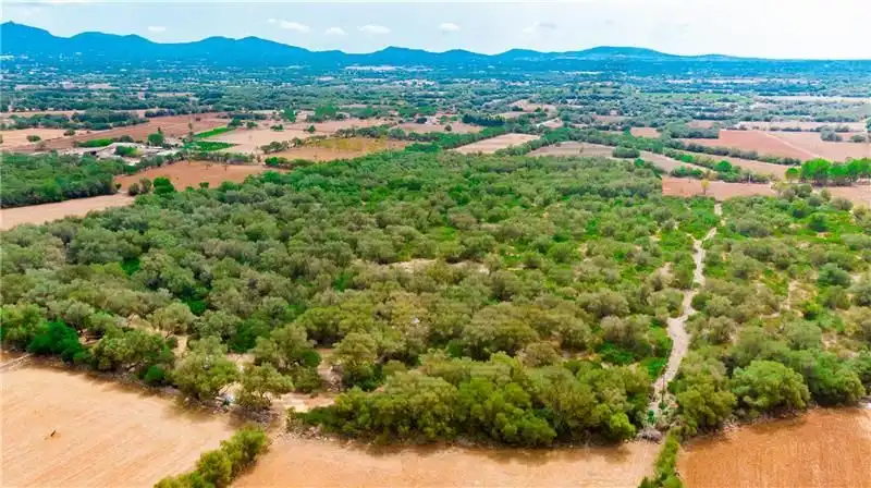Residential land for sale in Felanitx Poble, imagen 7