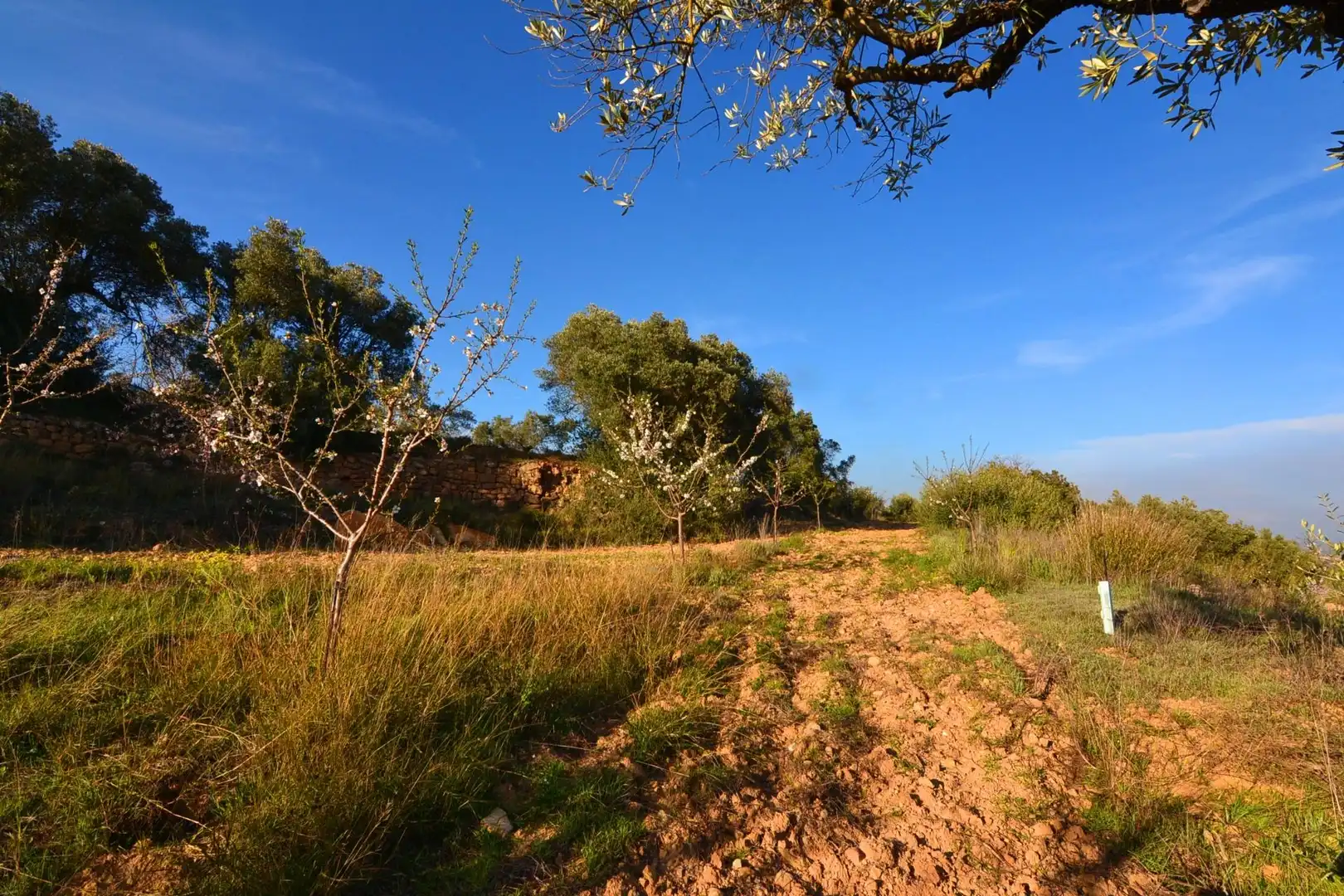 Rural land for sale in Gandesa, imagen 35