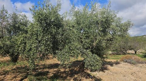 Foto 4 de Terreny industrial en venda a Centre, La Ràpita