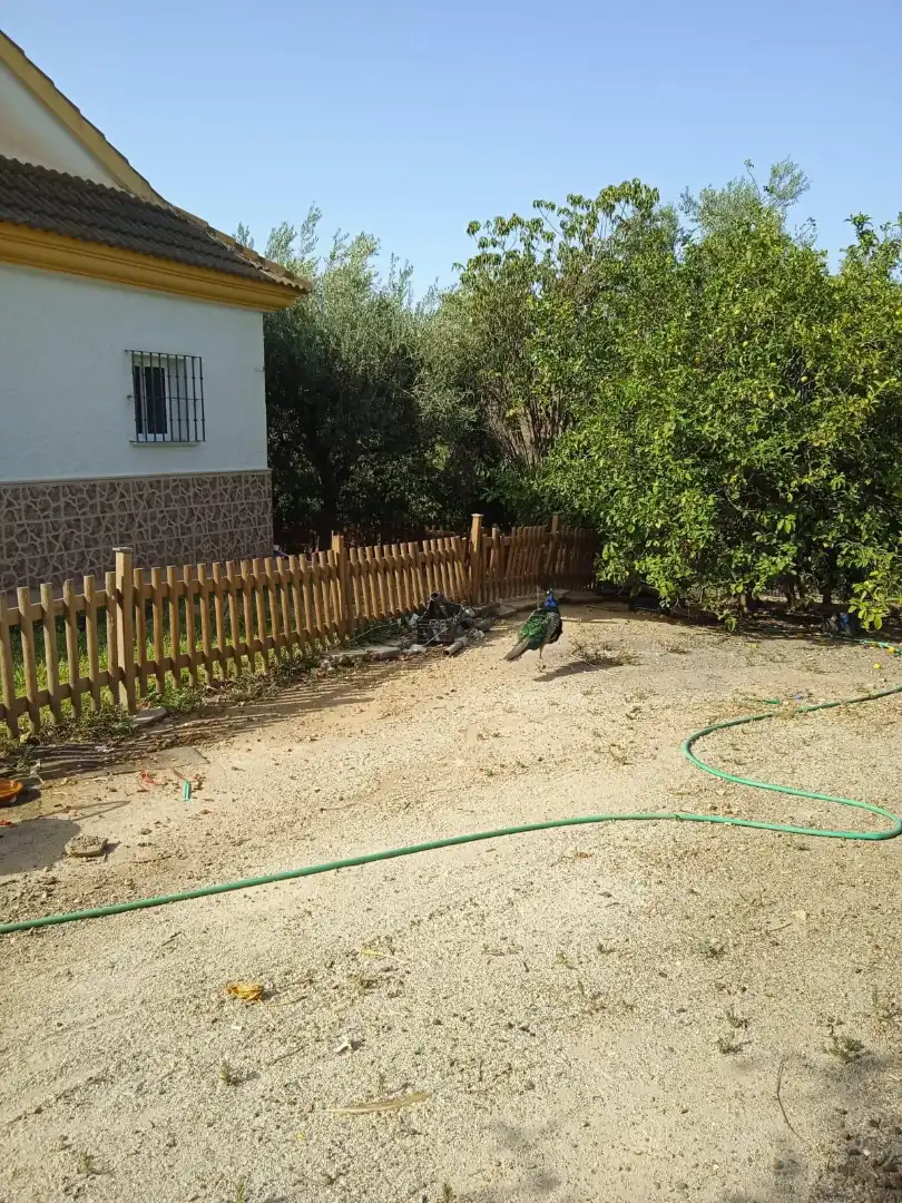 Xalet amb jardí en venda a Calle Sócrates 22, imagen 19