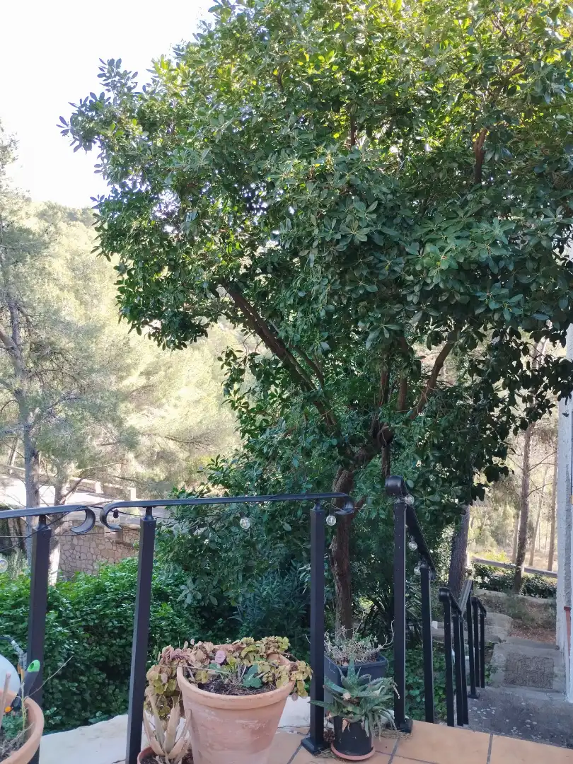 Villa mit Garten zum Verkauf in Montornés - Las Palmas - El Refugio, imagen 3
