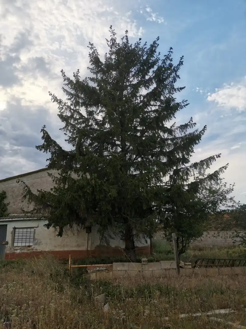 Terreni e lotti in vendita a Onzonilla, imagen 4