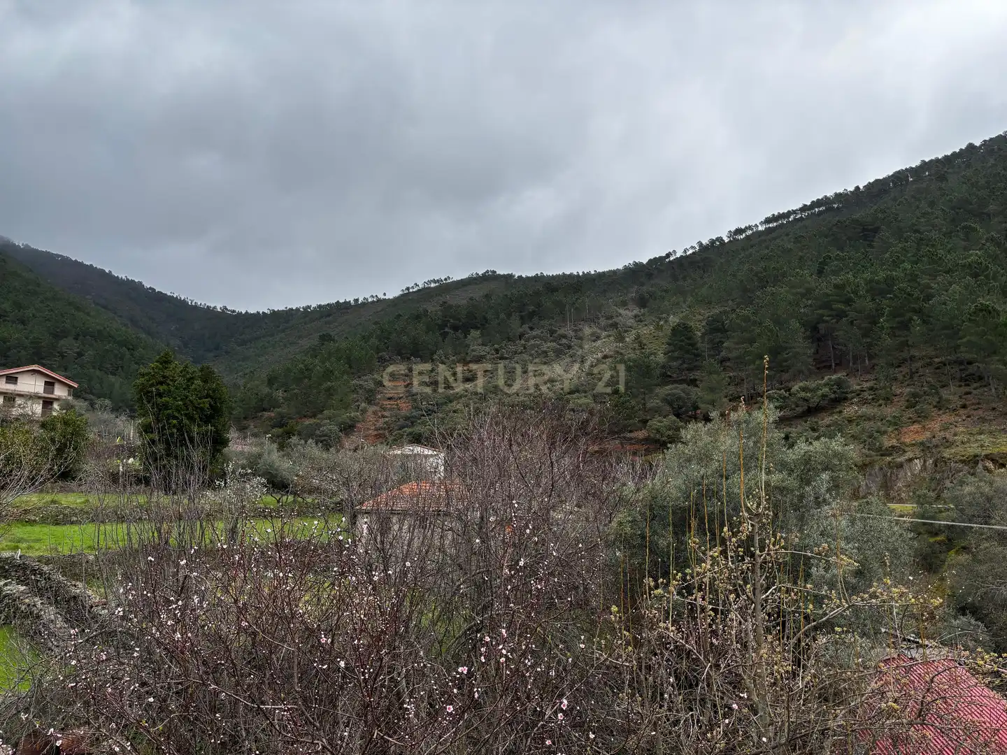 Houses for sale in Pinofranqueado