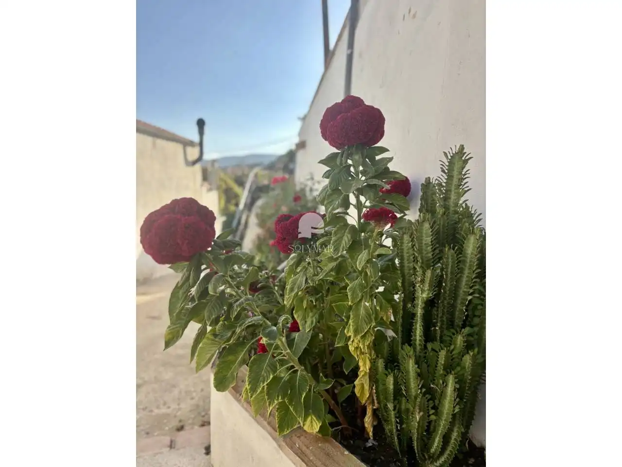 Jardín de Casa o chalet de alquiler en Canillas de Aceituno con Aire acondicionado, Calefacción y Jardín privado