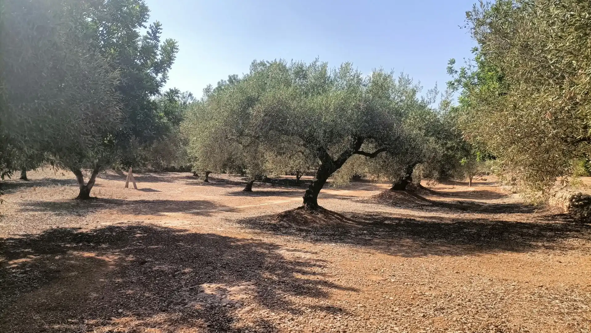 Terrain rustique à vendre à Camí de la Ferrereta 17, imagen 17