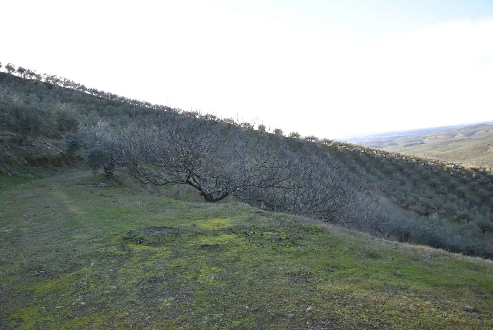 Terreno en venta en La Pesga 