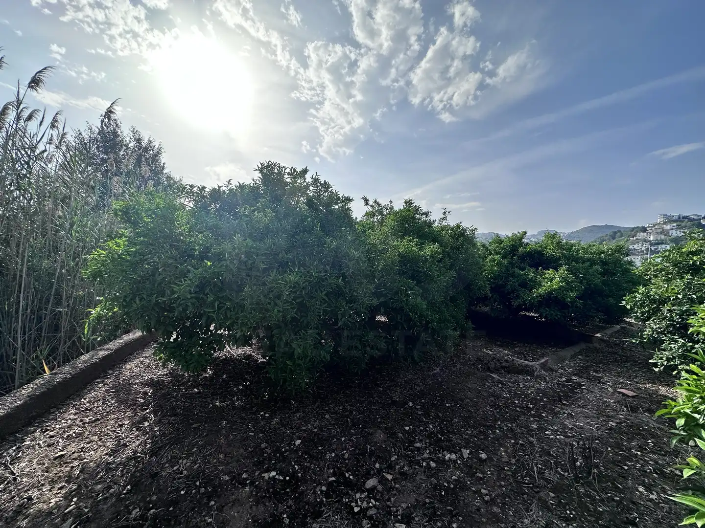 Terreno rustico in vendita a Pego, imagen 13