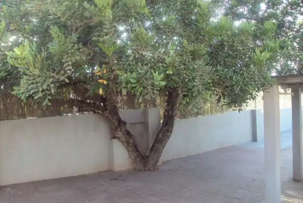 Jardí de Casa o xalet en venda en Molina de Segura amb Aire condicionat, Calefacció i Jardí privat
