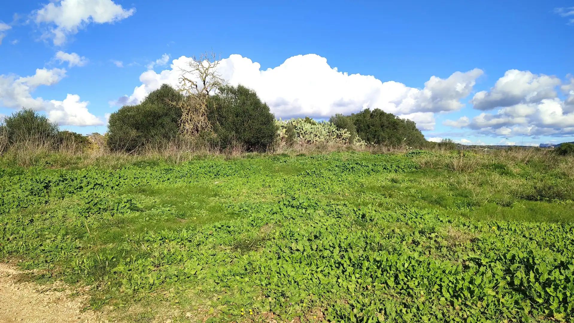 Rural land for sale in Diseminado Cdte Primero 3, imagen 13