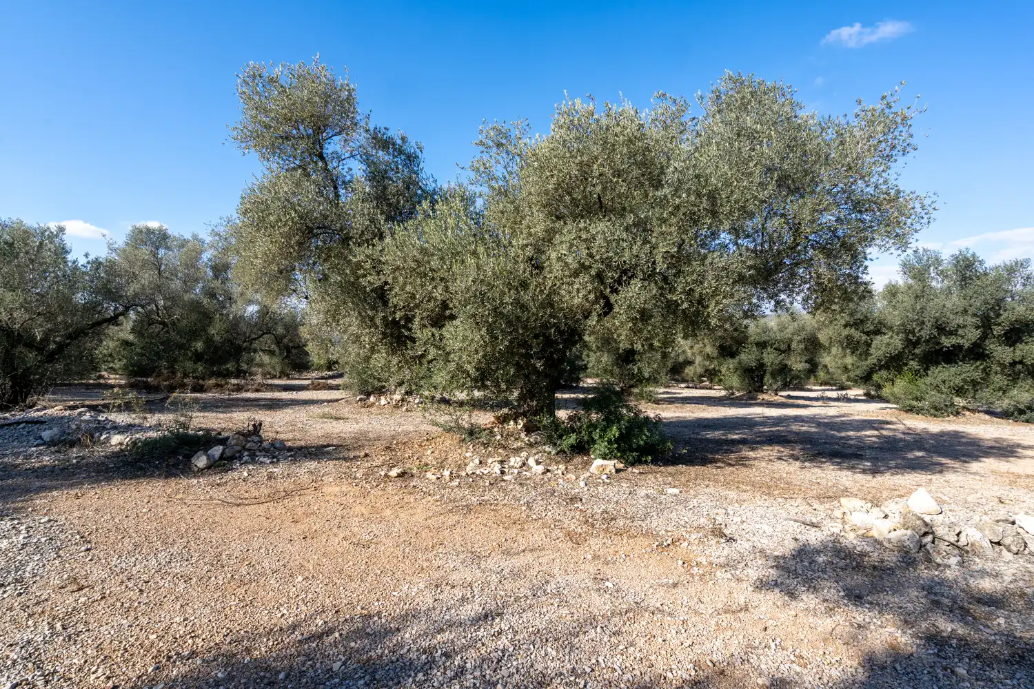 Rustikales Grundstück zum Verkauf in Ulldecona, imagen 4