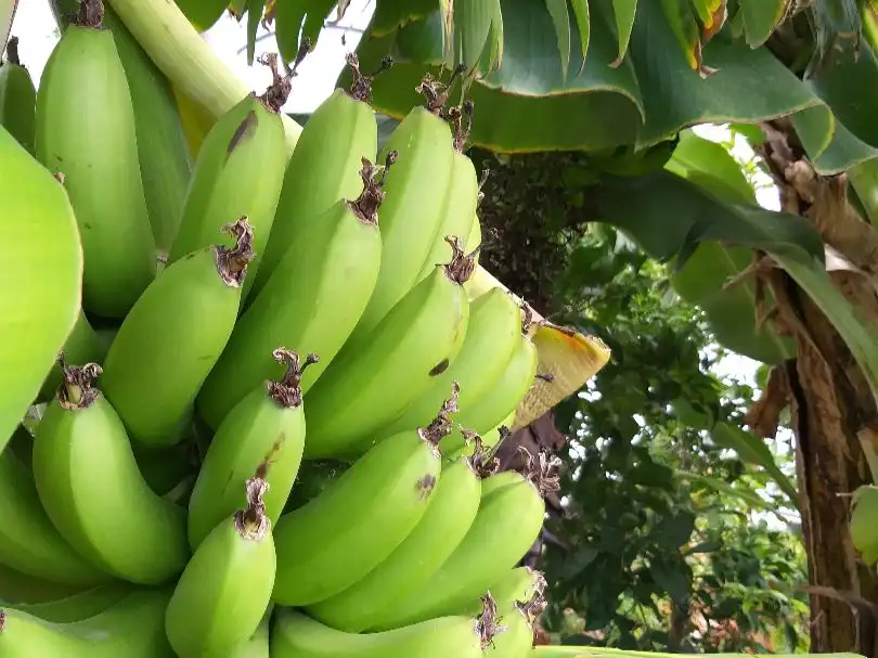 Jardí de Casa o xalet en venda en Telde amb Terrassa