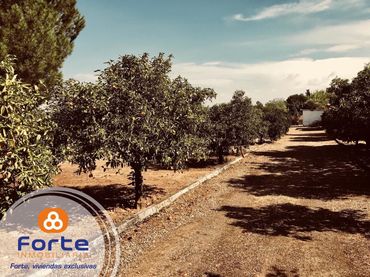 Rural land for sale in Almodóvar del Río