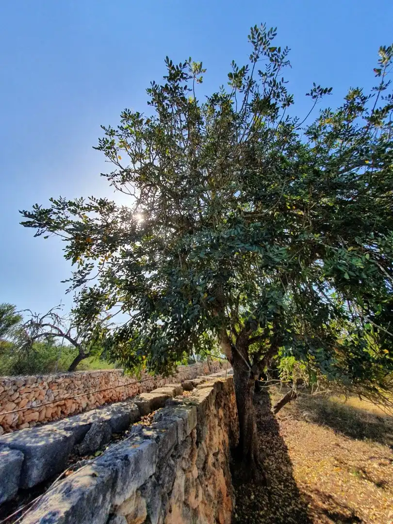 Jardí de Finca rústica en venda en Santa Margalida