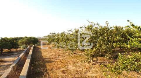 Finca Rustica  Venta Algemesí, imatge 3