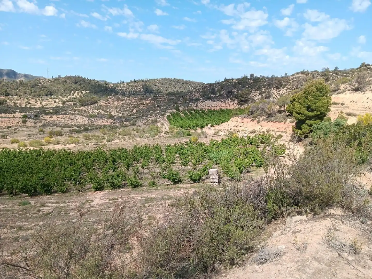 Terrain rustique à vendre à Riba-roja d'Ebre, imagen 3