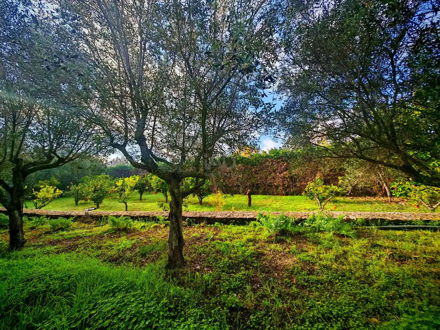 Garden of Houses for sale in  Palma de Mallorca