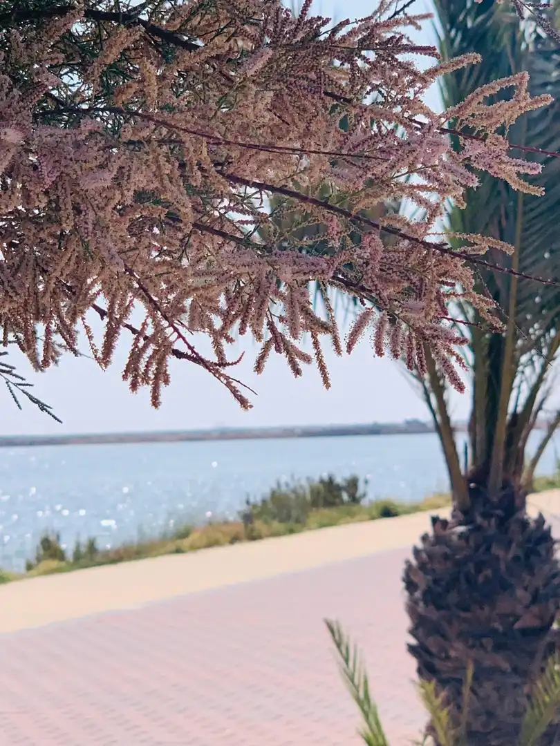 Casa o chalet en venta en San Pedro del Pinatar con Balcón