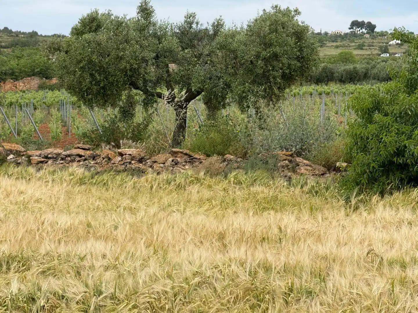 Casa rustica in vendita a Masllorenç, imagen 9