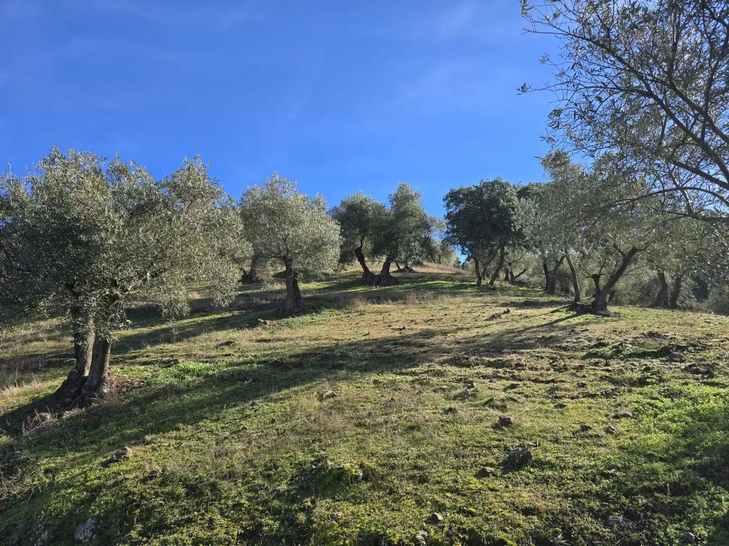 Casa rústica en venta en Pozoblanco, imagen 20