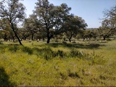 Terreno en Venta en Zafra