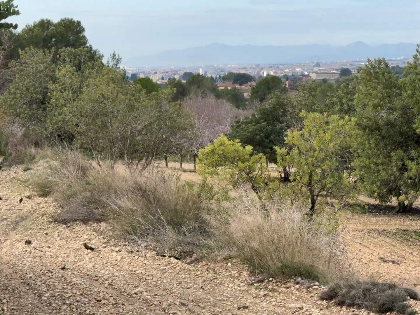 Terrain rustique à vendre à Cami Futbol 14A, imagen 13