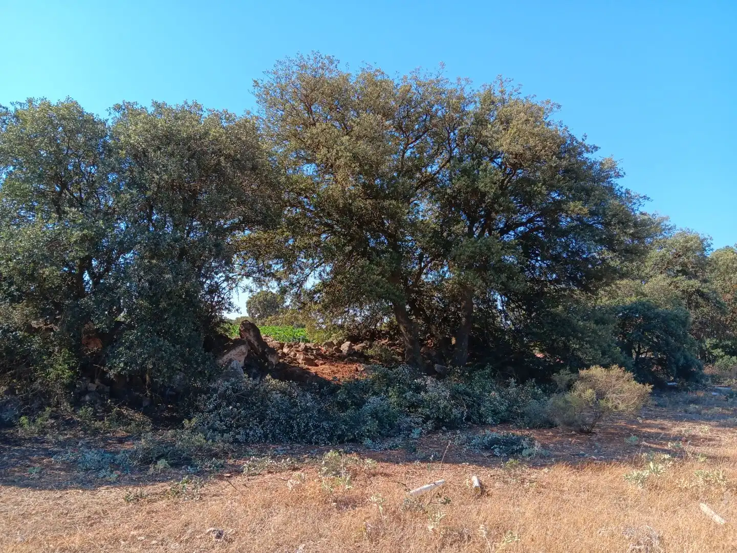 Terreno en venta en Pedro Muñoz