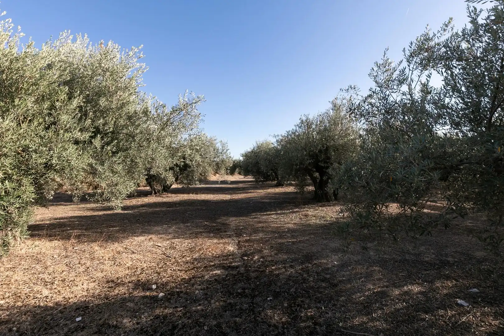 Terreno residencial en venta en Calle LOS JUNCOS, imagen 26