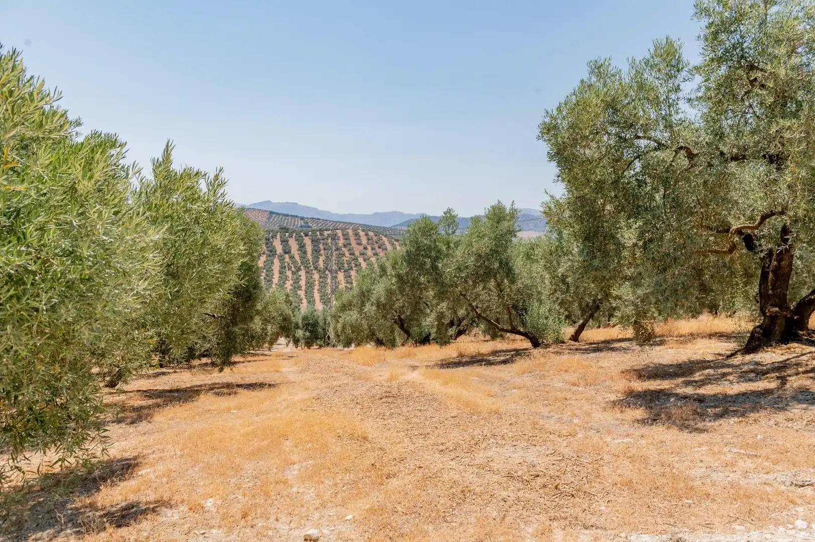 Terreno en venta en Archidona