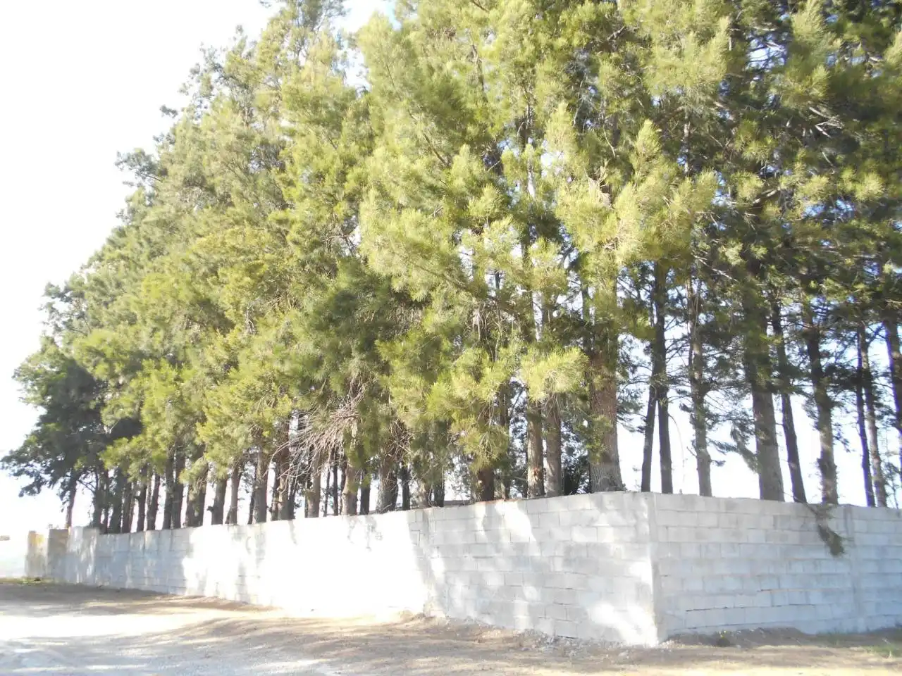 Finca rústica en venda en Oliva