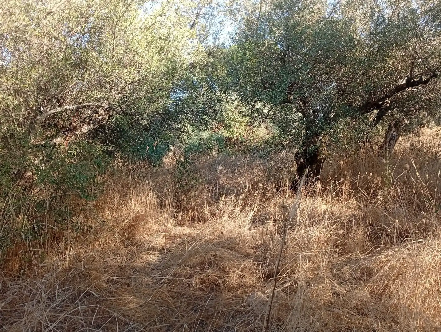 Terreni e lotti in vendita a Villanueva de la Vera, imagen 28