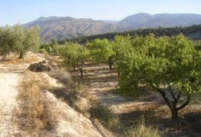 Foto 2 de Terreny en venda a Somontín, Almería