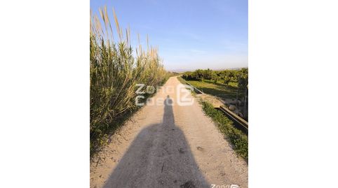 Finca Rustica  Venta Algemesí