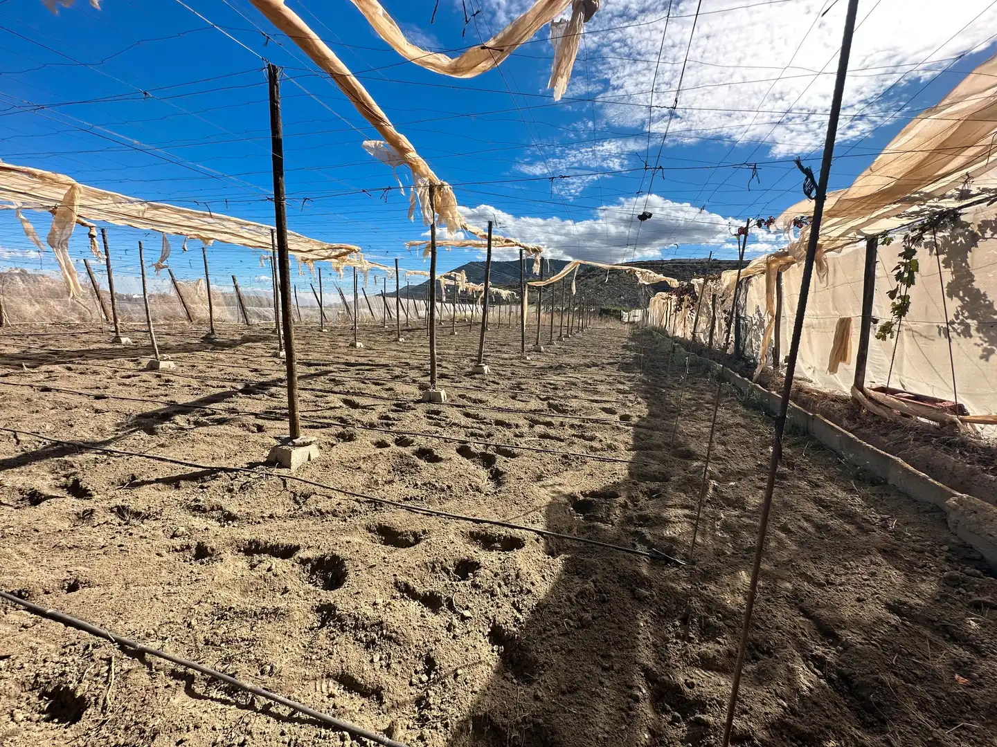 Jardí de Finca rústica en venda en Canjáyar amb Jardí privat, Terrassa i Traster
