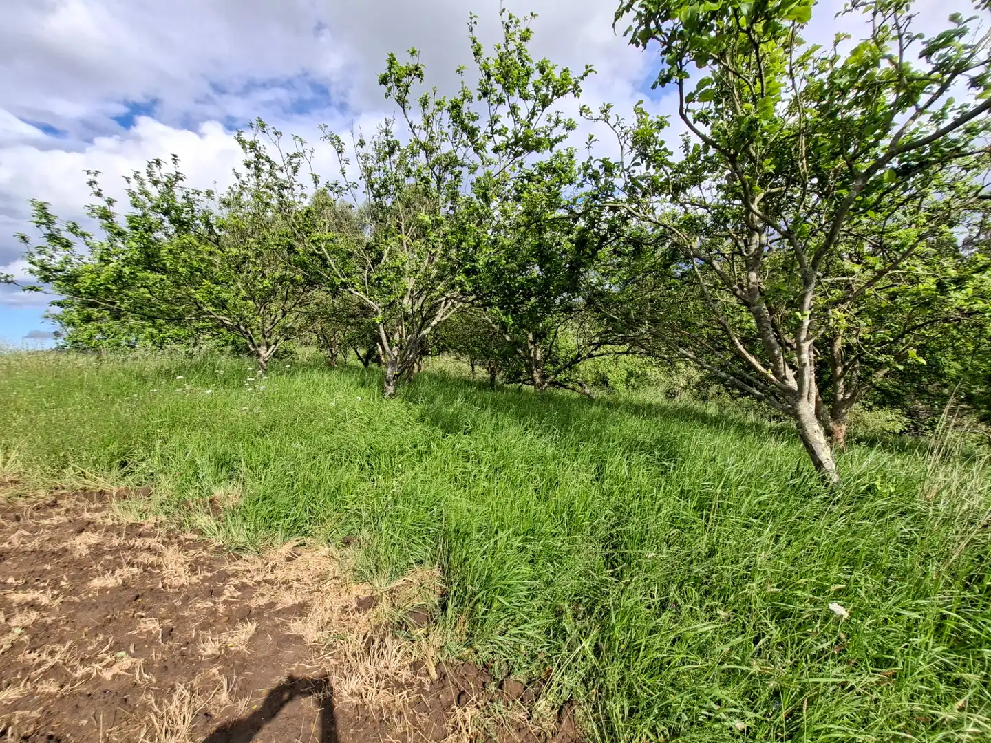 Residential land for sale in Corvera de Asturias, imagen 2