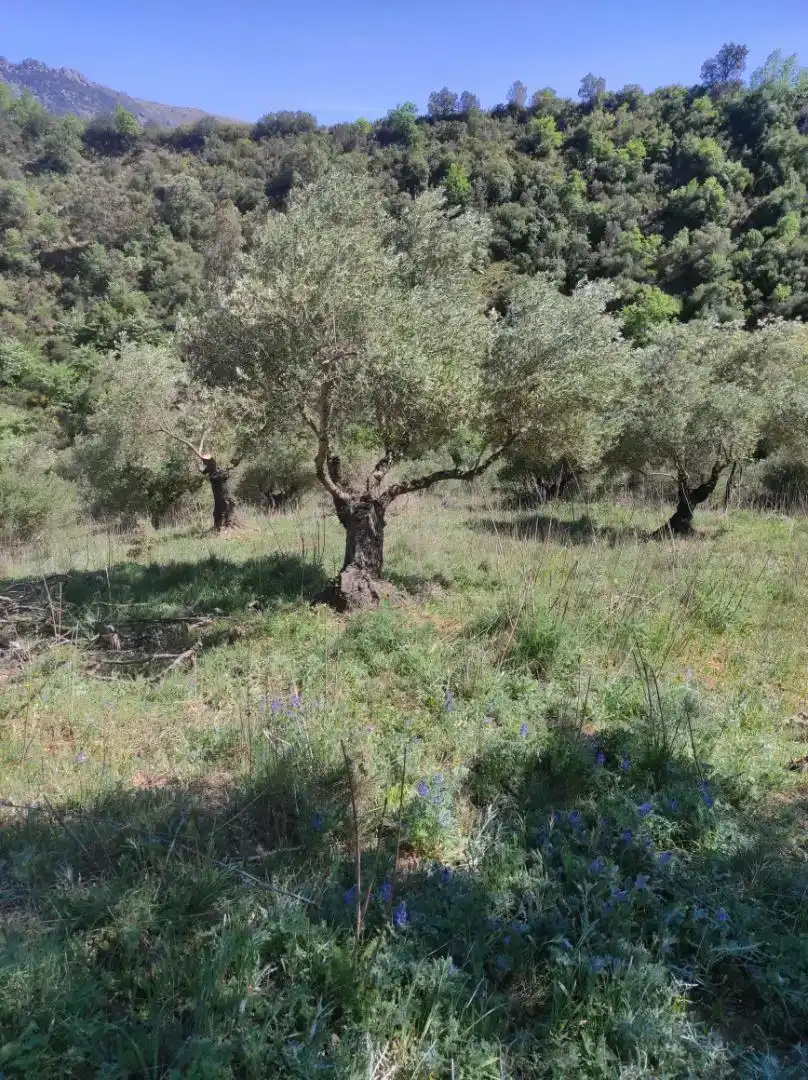 Finca rústica en venda en Cortes de la Frontera amb Jardí privat, Forn i Rentadora