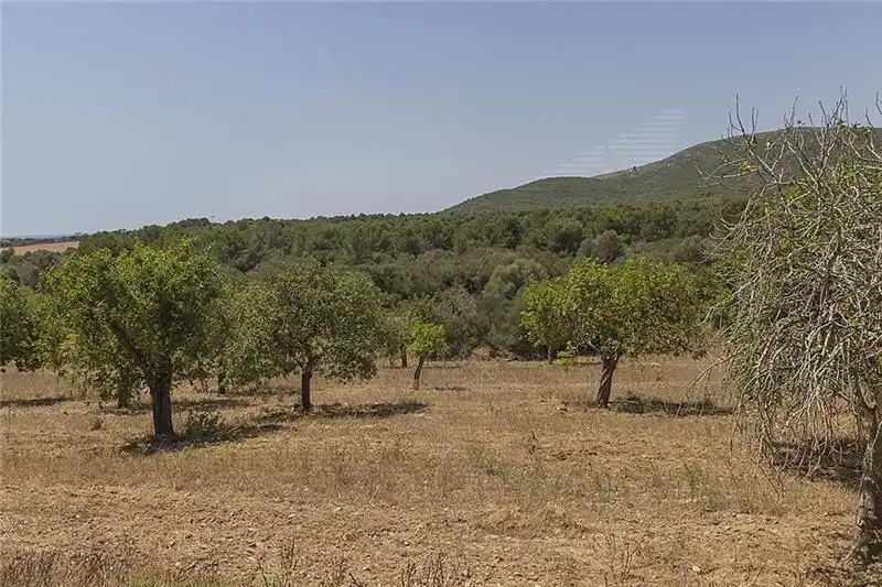 Country homes for sale in Manacor  with Private garden and Terrace