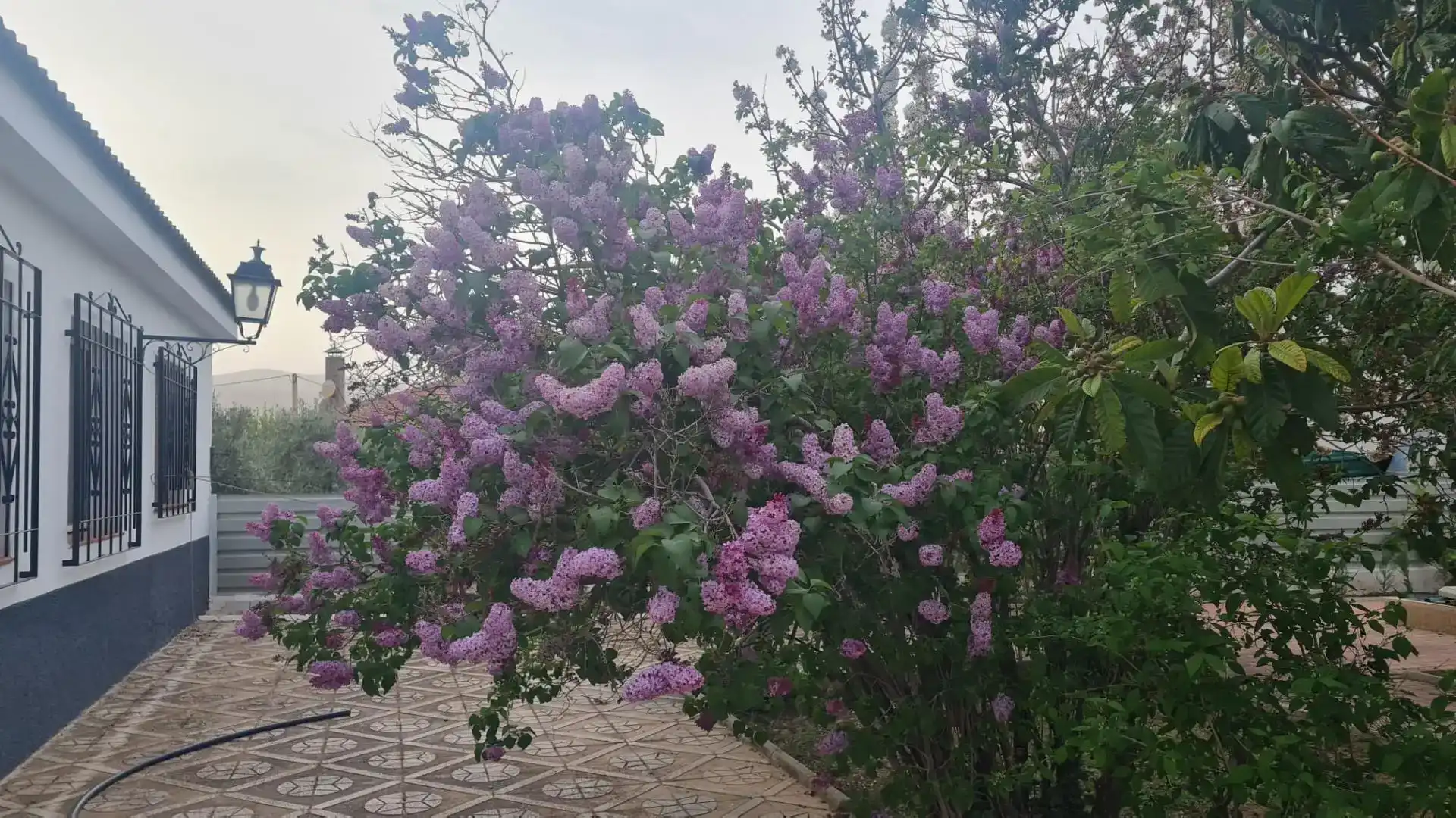 Jardín de Casa o chalet en venta en Baza con Jardín privado y Piscina