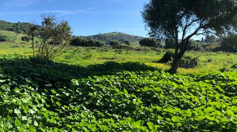 Magnifica finca rustica con vivienda en zona muy tranquila., Bild 3