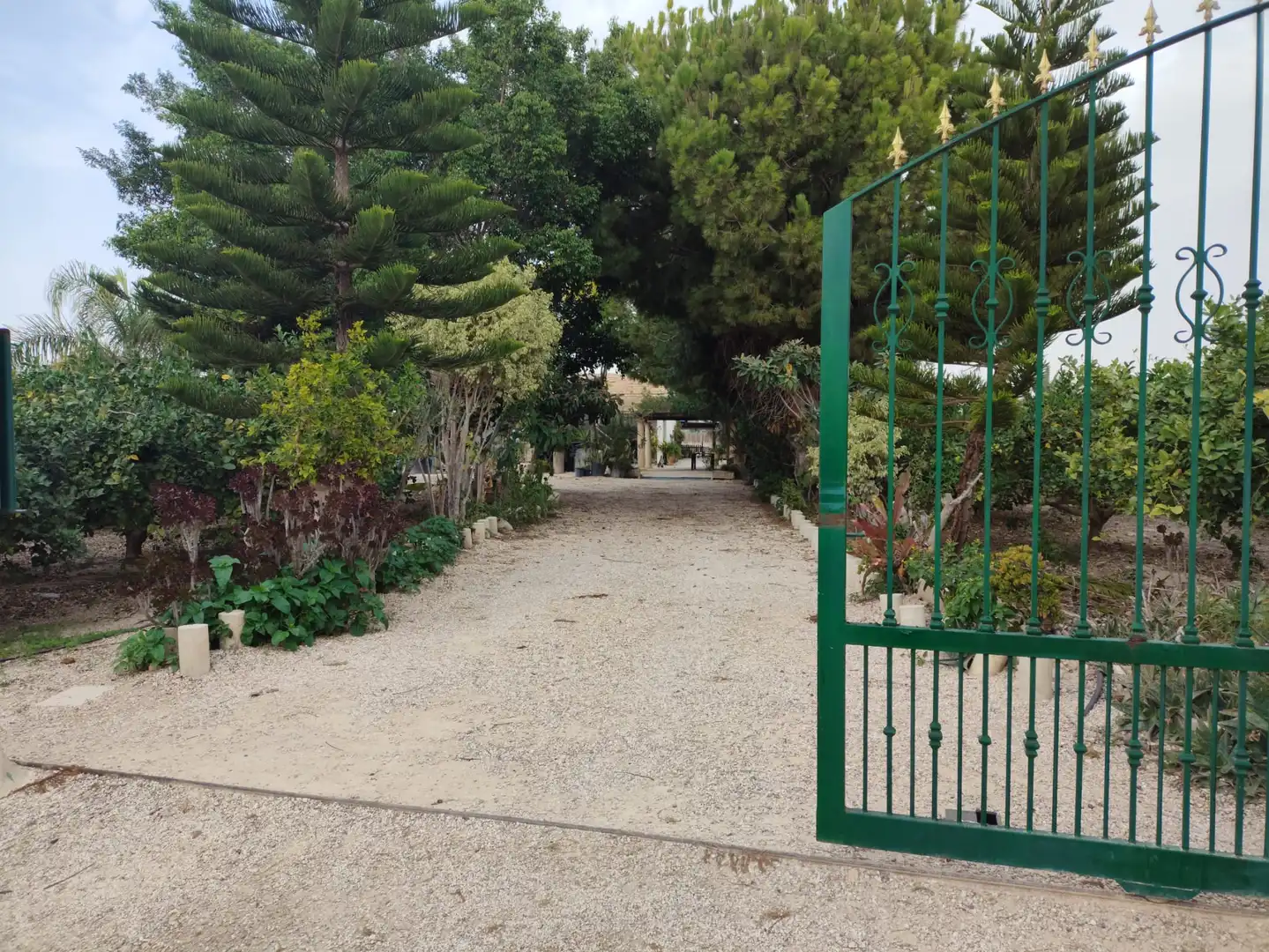 Jardí de Casa o xalet en venda en Elche / Elx amb Jardí privat i Moblat