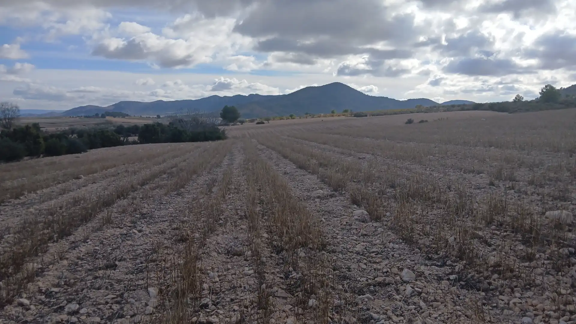 Residential land for sale in Yecla, imagen 9