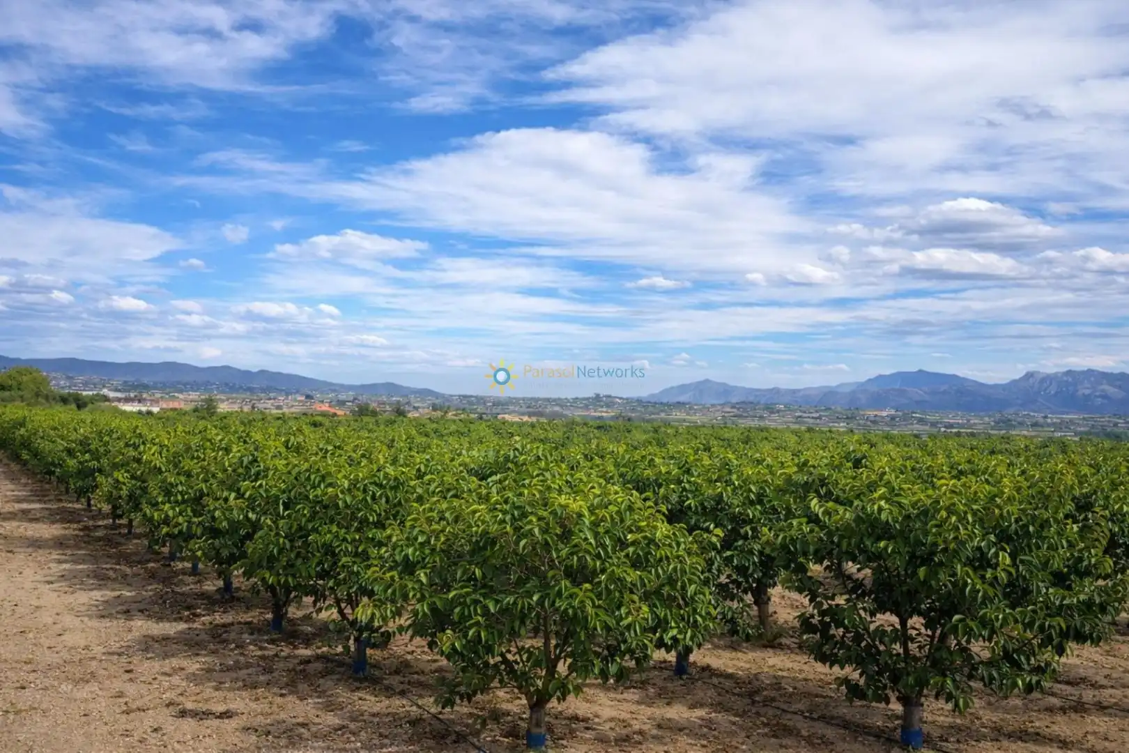 Finca rústica en venta en Benigànim con Trastero