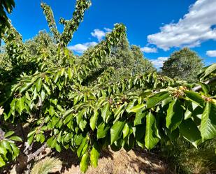 Exterior view of Land for sale in Rebollar (Cáceres)