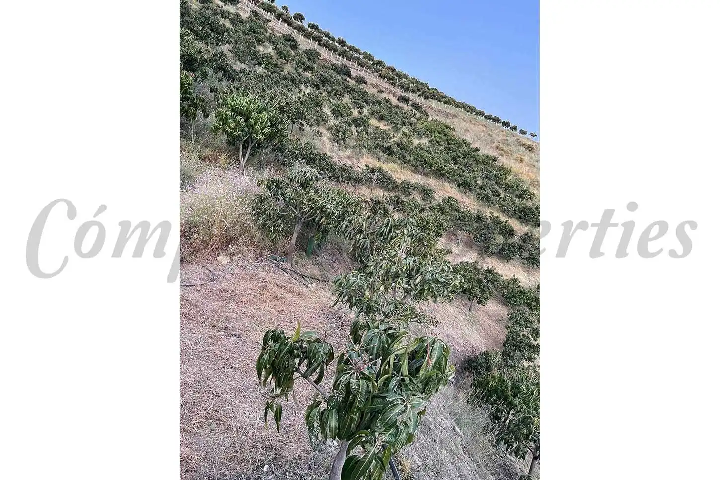 Terreno rústico en venta en Frigiliana, imagen 5