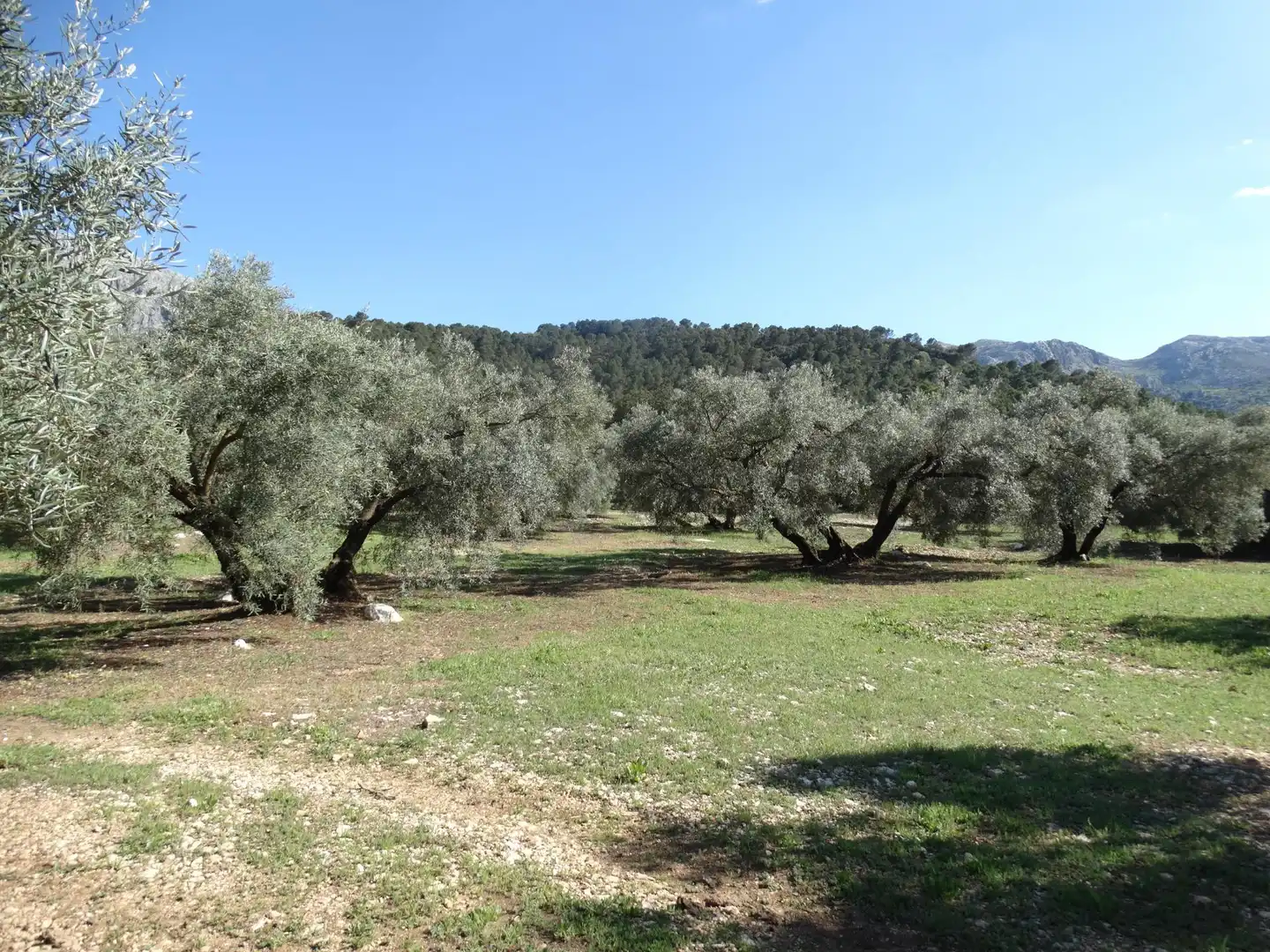 Rustikales Grundstück zum Verkauf in Villanueva del Rosario, imagen 6