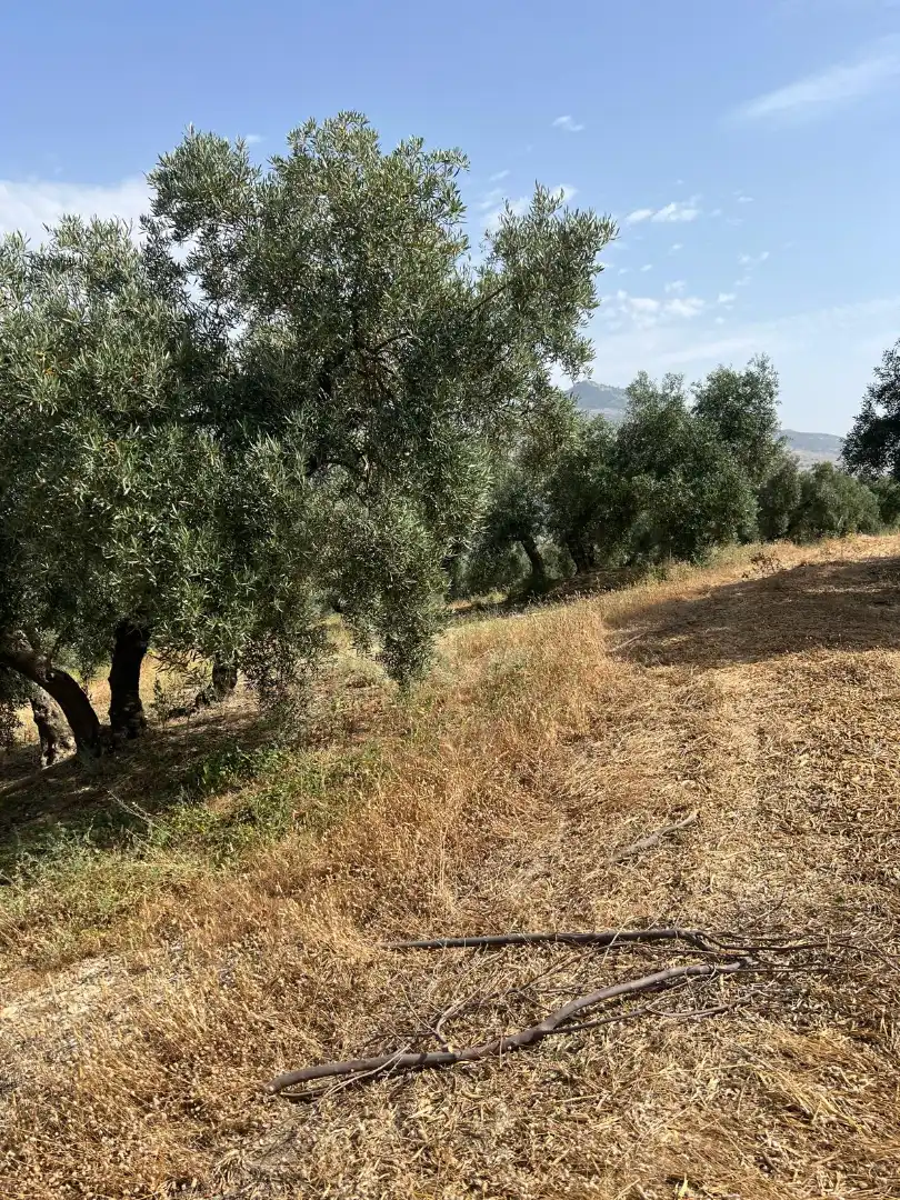 Terreno rustico in vendita a Cabra, imagen 3